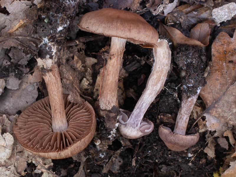 Cortinarius serratissimus Cortinarius furiosus